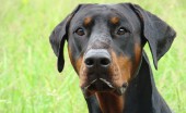 doberman_18