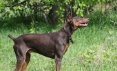 doberman_1