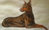 doberman_20