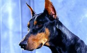 doberman_21