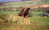 doberman_22