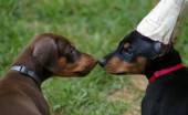 doberman_23