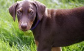 doberman_24
