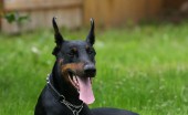 doberman_25