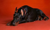 doberman_26
