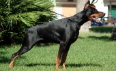 doberman_27