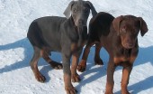 doberman_2
