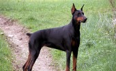 doberman_3