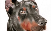 doberman_4