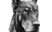 doberman_5