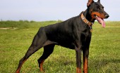 doberman_6