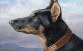 doberman_7