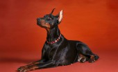 doberman_8