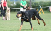 doberman_9