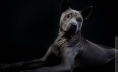 tayskiy-ridgbek_4