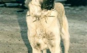 kangalskij-karabash_12