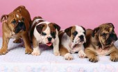 Angliyskiybuldog_10