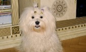 gavanskiy-bishon_11