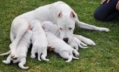 Argentinskiydog_10