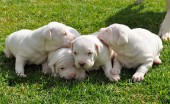 Argentinskiydog_11