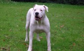 Argentinskiydog_12