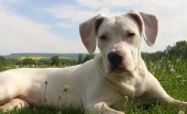 Argentinskiydog_13