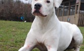 Argentinskiydog_1