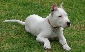 Argentinskiydog_2