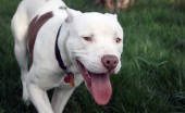 Argentinskiydog_3