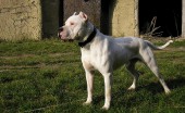 Argentinskiydog_4