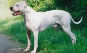 Argentinskiydog_5