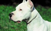 Argentinskiydog_6