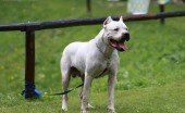 Argentinskiydog_7