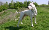 Argentinskiydog_8