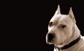 Argentinskiydog_9