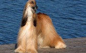afganskaya-borzaya-afgan_8