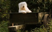 bobtail-staroangliyskaya-ovcharka_10