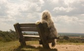 bobtail-staroangliyskaya-ovcharka_12
