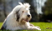 bobtail-staroangliyskaya-ovcharka_14