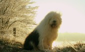 bobtail-staroangliyskaya-ovcharka_15