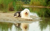 bobtail-staroangliyskaya-ovcharka_16