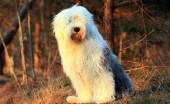 bobtail-staroangliyskaya-ovcharka_17