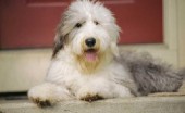 bobtail-staroangliyskaya-ovcharka_18