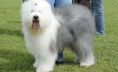 bobtail-staroangliyskaya-ovcharka_19