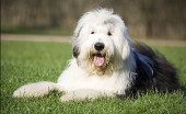 bobtail-staroangliyskaya-ovcharka_1