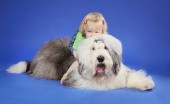 bobtail-staroangliyskaya-ovcharka_2