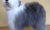 bobtail-staroangliyskaya-ovcharka_3