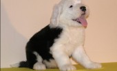 bobtail-staroangliyskaya-ovcharka_5