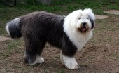 bobtail-staroangliyskaya-ovcharka_8