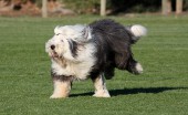 bobtail-staroangliyskaya-ovcharka_9